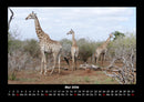 Giraffen Fotokalender 2026 - 5