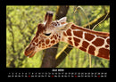Giraffen Fotokalender 2026 - 6