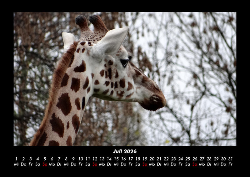 Giraffen Fotokalender 2026 - 7