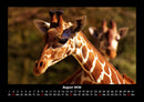 Giraffen Fotokalender 2026 - 8