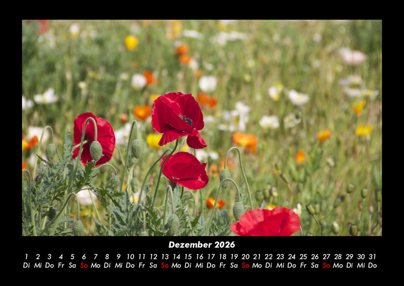 Blumenträume Fotokalender 2026 - 12