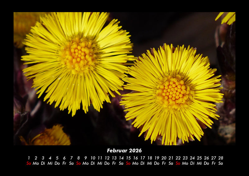 Blumenträume Fotokalender 2026 - 2