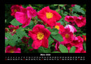 Blumenträume Fotokalender 2026 - 3