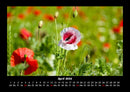Blumenträume Fotokalender 2026 - 4