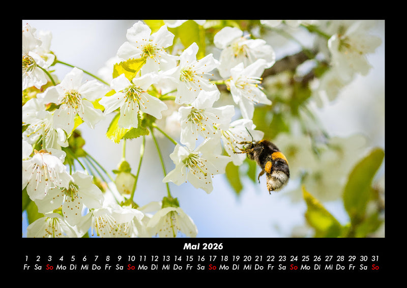 Blumenträume Fotokalender 2026 - 5
