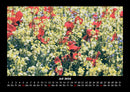 Blumenträume Fotokalender 2026 - 7