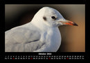 Vogelparadies Fotokalender 2026 - 10