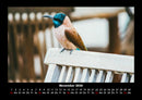 Vogelparadies Fotokalender 2026 - 11