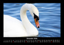 Vogelparadies Fotokalender 2026 - 12