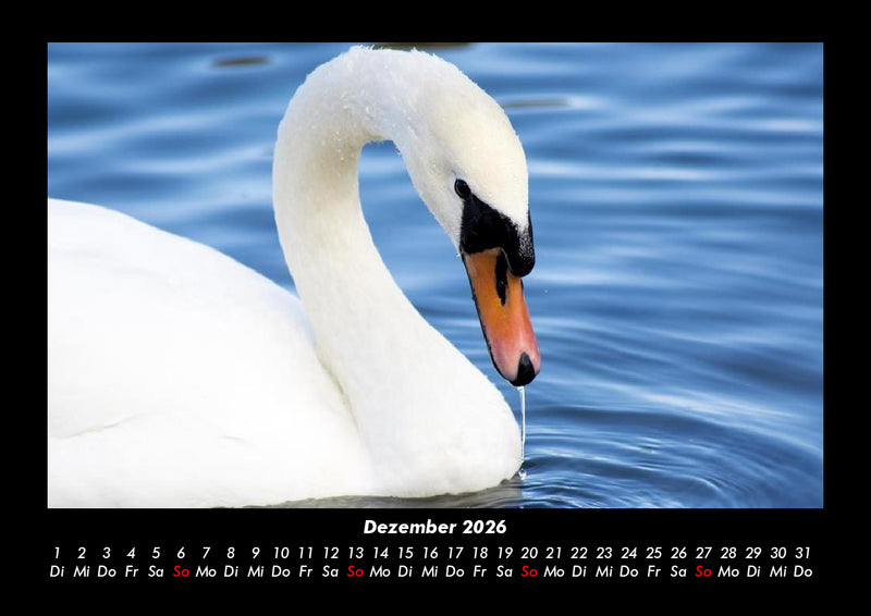 Vogelparadies Fotokalender 2026 - 12