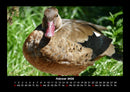 Vogelparadies Fotokalender 2026 - 2