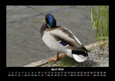 Vogelparadies Fotokalender 2026 - 4