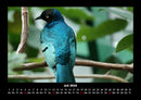Vogelparadies Fotokalender 2026 - 7
