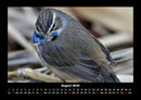 Vogelparadies Fotokalender 2026 - 8