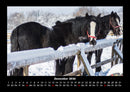 Pferdegeflüster Fotokalender 2026 - 12