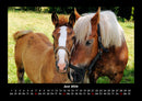 Pferdegeflüster Fotokalender 2026 - 6