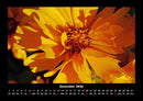 Blumenträume Fotokalender 2026 - 12