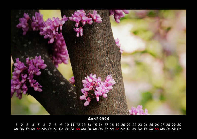 Blumenträume Fotokalender 2026 - 4