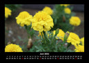 Blumenträume Fotokalender 2026 - 6