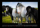 Pferdegeflüster Fotokalender 2026 - 7