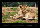 Löwen in der Wildnis Fotokalender 2026 - 9