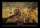 Löwen in der Wildnis Fotokalender 2026 - 10