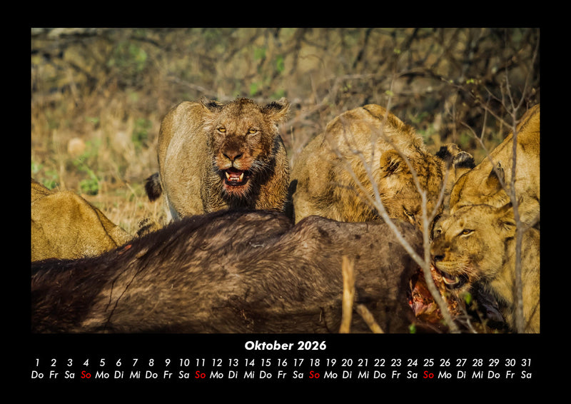 Löwen in der Wildnis Fotokalender 2026 - 10