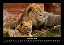 Löwen in der Wildnis Fotokalender 2026 - 12