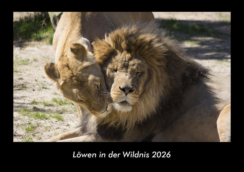 Löwen in der Wildnis Fotokalender 2026 - Hauptbild