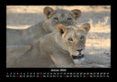 Löwen in der Wildnis Fotokalender 2026 - 1