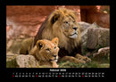 Löwen in der Wildnis Fotokalender 2026 - 2