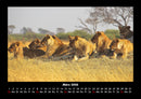 Löwen in der Wildnis Fotokalender 2026 - 3