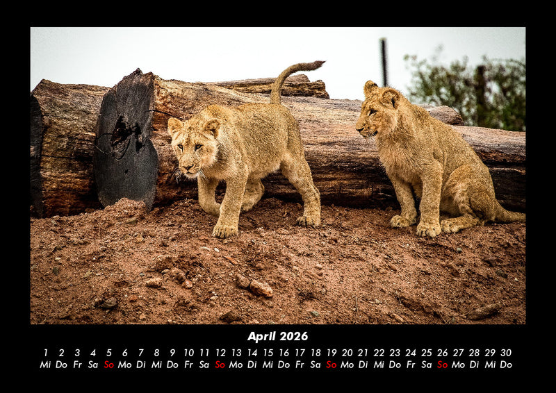 Löwen in der Wildnis Fotokalender 2026 - 4