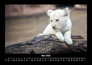 Löwen in der Wildnis Fotokalender 2026 - 5
