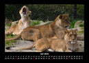 Löwen in der Wildnis Fotokalender 2026 - 7
