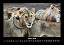 Löwen in der Wildnis Fotokalender 2026 - 8