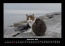 Für Katzenfreunde Fotokalender 2026 - 9