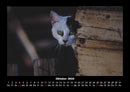 Für Katzenfreunde Fotokalender 2026 - 10