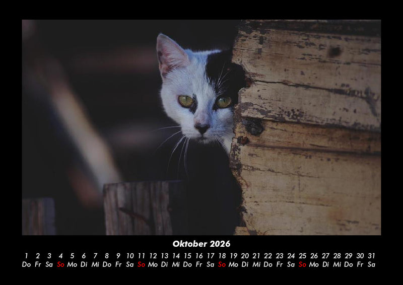 Für Katzenfreunde Fotokalender 2026 - 10