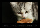 Für Katzenfreunde Fotokalender 2026 - 11