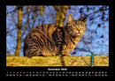 Für Katzenfreunde Fotokalender 2026 - 12