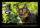 Für Katzenfreunde Fotokalender 2026 - 1