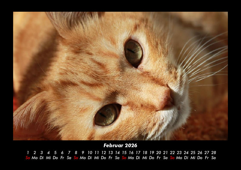Für Katzenfreunde Fotokalender 2026 - 2