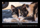 Für Katzenfreunde Fotokalender 2026 - 3