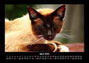 Für Katzenfreunde Fotokalender 2026 - 4