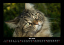 Für Katzenfreunde Fotokalender 2026 - 5