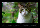 Für Katzenfreunde Fotokalender 2026 - 7
