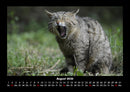 Für Katzenfreunde Fotokalender 2026 - 8