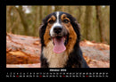 Hundezauber Fotokalender 2026 - 10