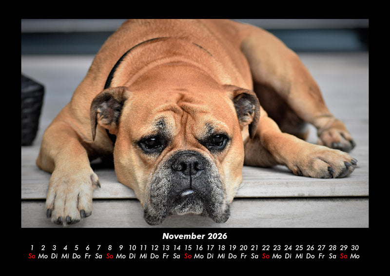 Hundezauber Fotokalender 2026 - 11